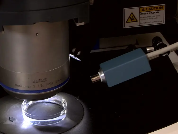 Measurement of Extracellular Ion Fluxes Using the Ion-selective Self-referencing Microelectrode Technique