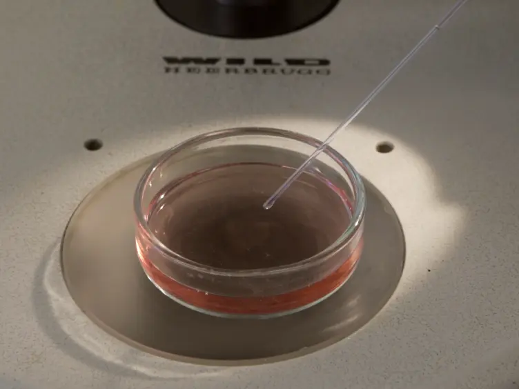 Chick Heart Invasion Assay for Testing the Invasiveness of Cancer Cells and the Activity of Potentially Anti-invasive Compounds