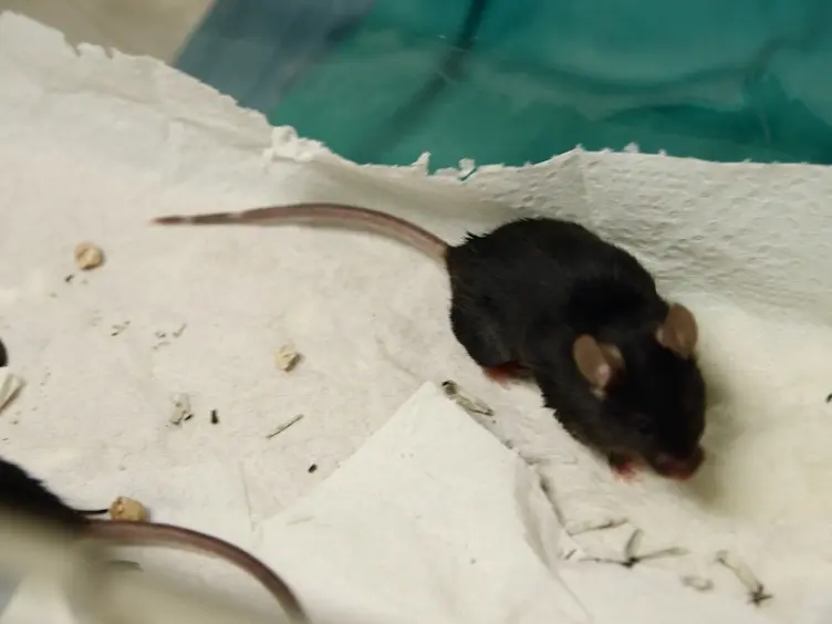 Mouse Model of Alloimmune-induced Vascular Rejection and Transplant Arteriosclerosis