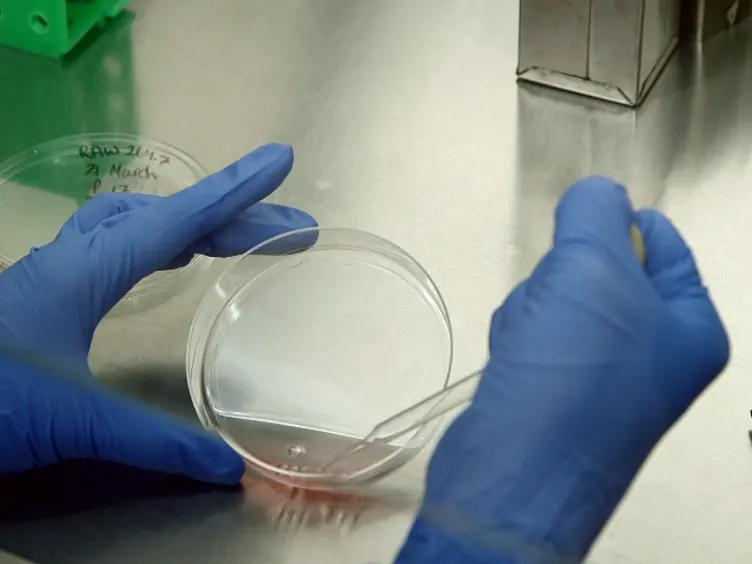 Transfecting RAW264.7 Cells with a Luciferase Reporter Gene