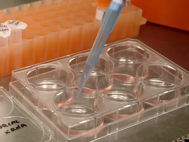 Silencing of <em>BRCA2</em> to Identify Novel BRCA2-regulated Biological Functions in Cultured Human Cells