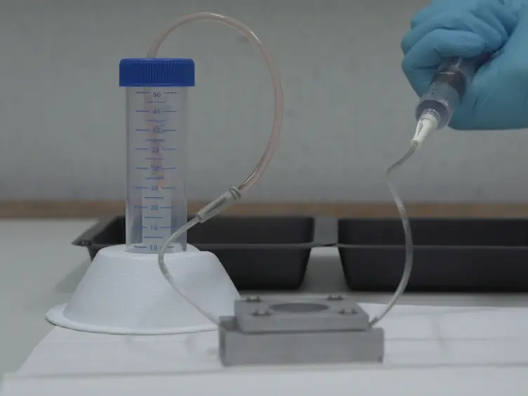 <em>In Vitro</em> and <em>In Vivo</em> Model to Study Bacterial Adhesion to the Vessel Wall Under Flow Conditions