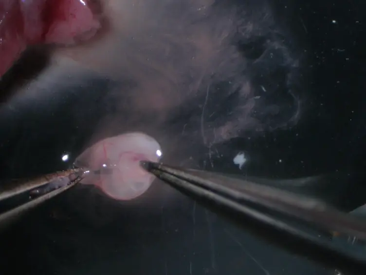 <em>Ex Vivo</em> Culture of Pharyngeal Arches to Study Heart and Muscle Progenitors and Their Niche