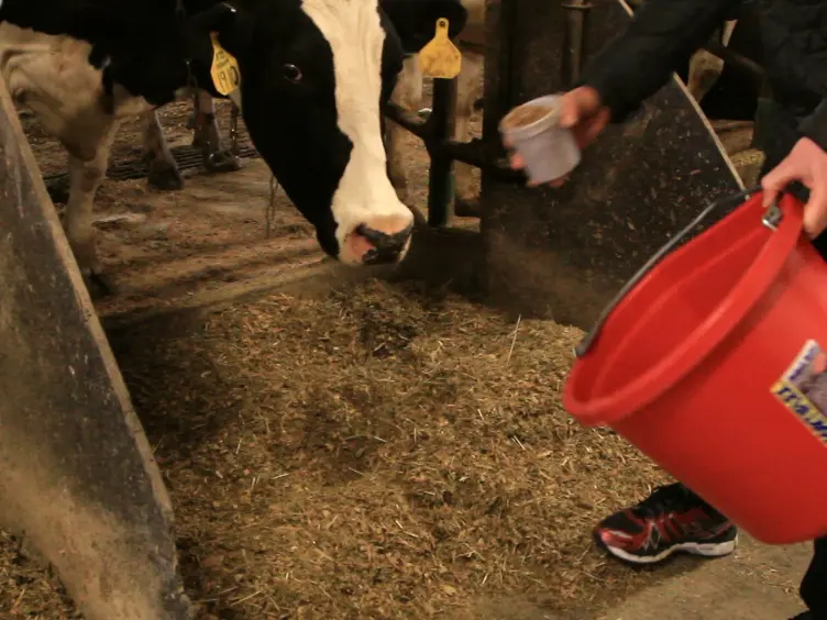The Use of an Automated System (GreenFeed) to Monitor Enteric Methane and Carbon Dioxide Emissions from Ruminant Animals