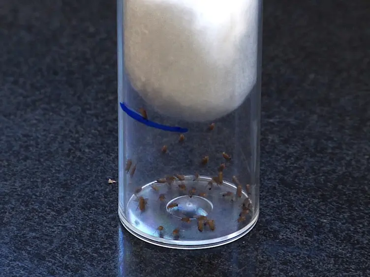 A Method to Inflict Closed Head Traumatic Brain Injury in <em>Drosophila</em>