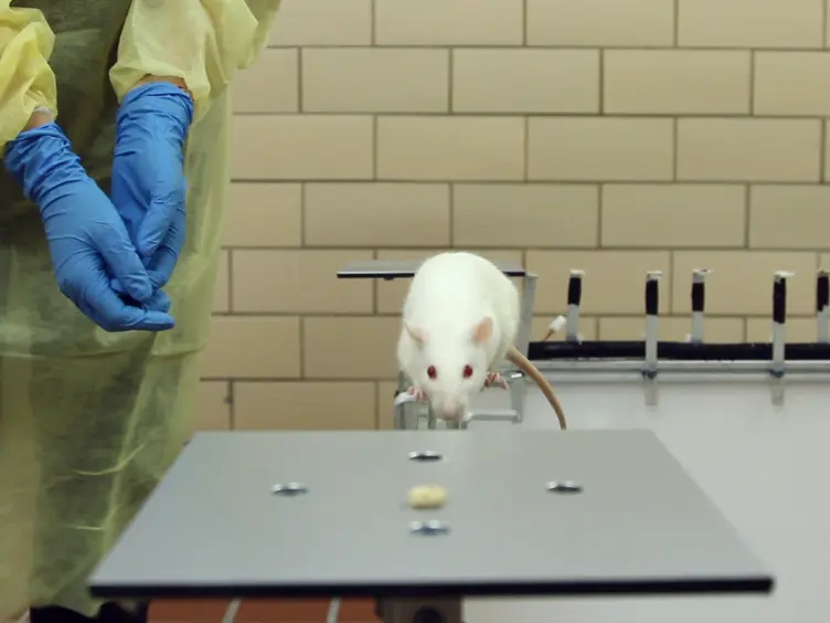 Asymmetric Walkway: A Novel Behavioral Assay for Studying Asymmetric Locomotion