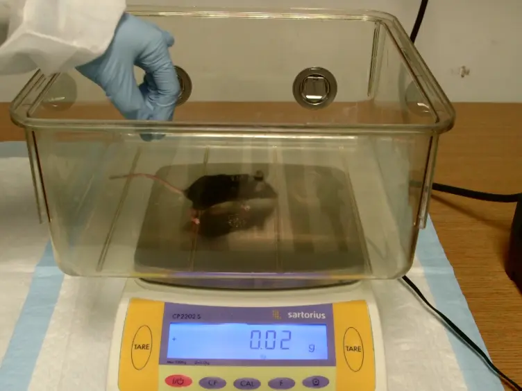 Using the Activity-based Anorexia Rodent Model to Study the Neurobiological Basis of Anorexia Nervosa