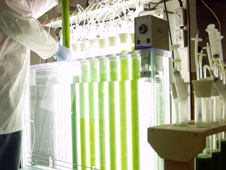Quantification of Heavy Metals and Other Inorganic Contaminants on the Productivity of Microalgae