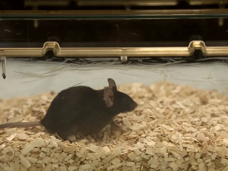 Simple and Computer-assisted Olfactory Testing for Mice