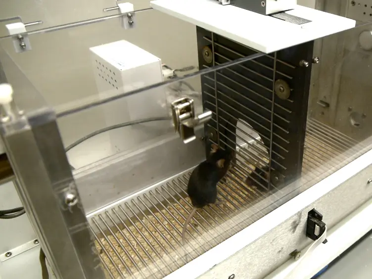 Quantifying Social Motivation in Mice Using Operant Conditioning