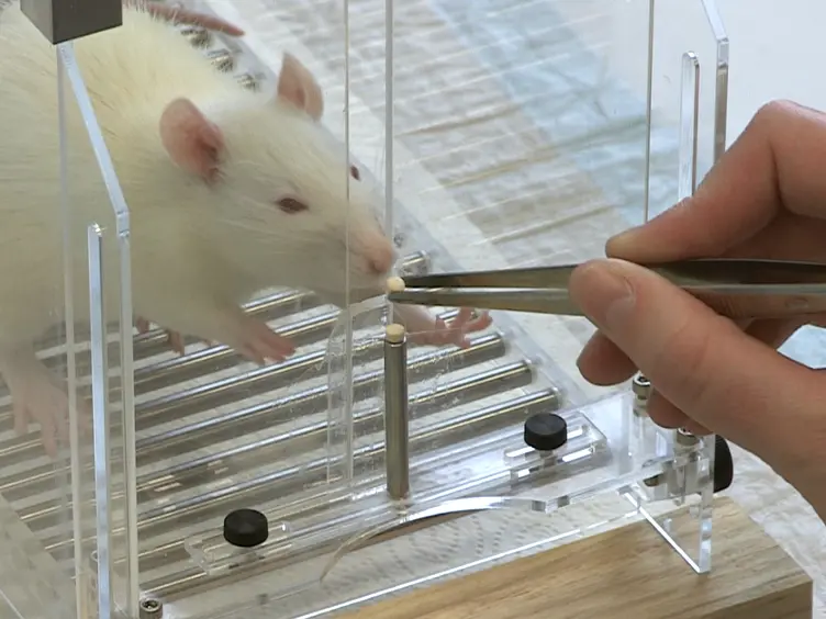 Acquisition of a High-precision Skilled Forelimb Reaching Task in Rats