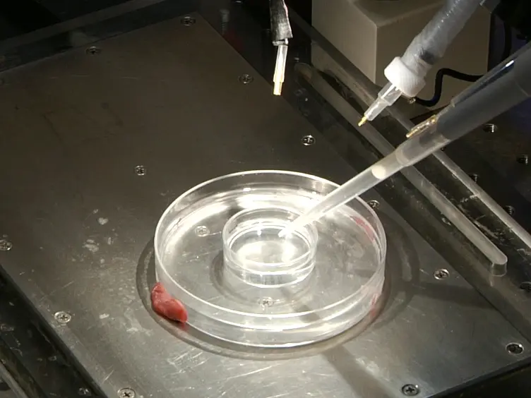 Use of Enzymatic Biosensors to Quantify Endogenous ATP or H<sub>2</sub>O<sub>2</sub> in the Kidney