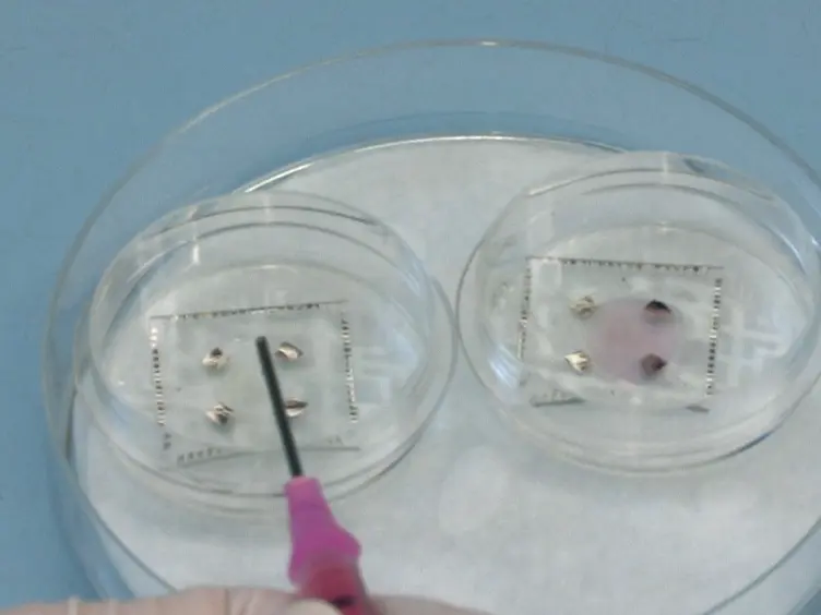 Investigating Functional Regeneration in Organotypic Spinal Cord Co-cultures Grown on Multi-electrode Arrays