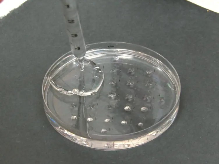Use of the Ramsay Assay to Measure Fluid Secretion and Ion Flux Rates in the <em>Drosophila melanogaster </em>Malpighian Tubule