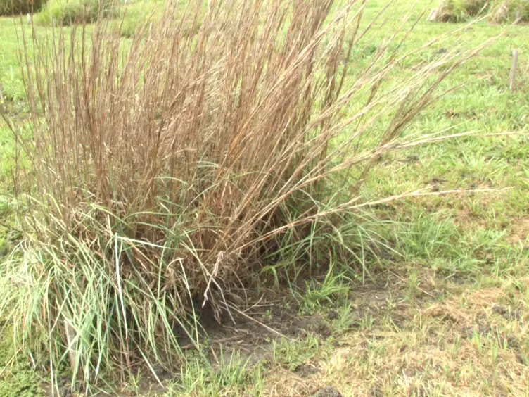 A CO<sub>2</sub> Concentration Gradient Facility for Testing CO<sub>2</sub> Enrichment and Soil Effects on Grassland Ecosystem Function