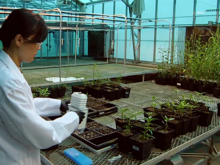 Measuring Rates of Herbicide Metabolism in Dicot Weeds with an Excised Leaf Assay