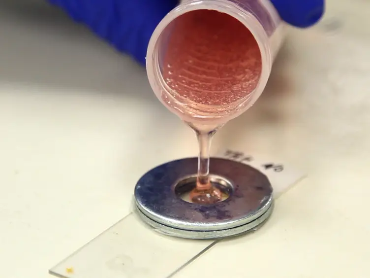 Quantification of  Colonic Stem Cell Mutations