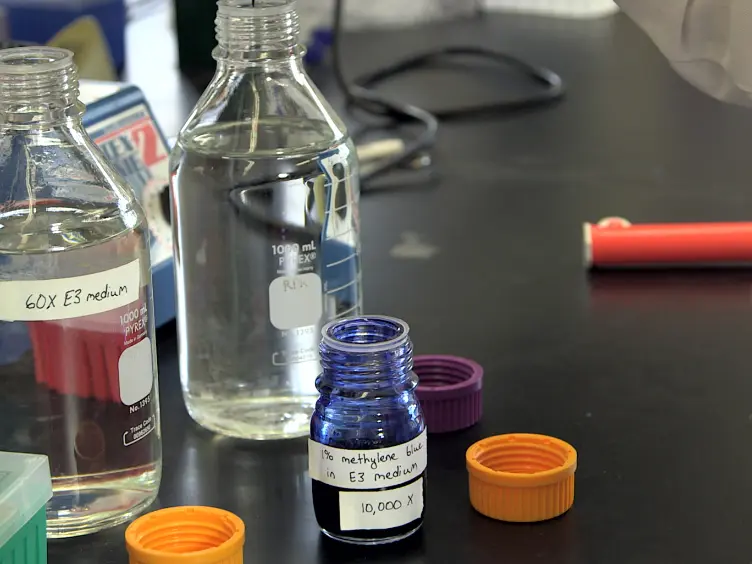 High Throughput <em>Danio Rerio</em> Energy Expenditure Assay