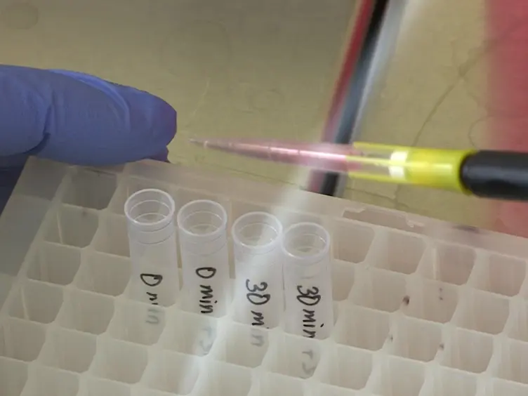 Measuring Attachment and Internalization of Influenza A Virus in A549 Cells by Flow Cytometry