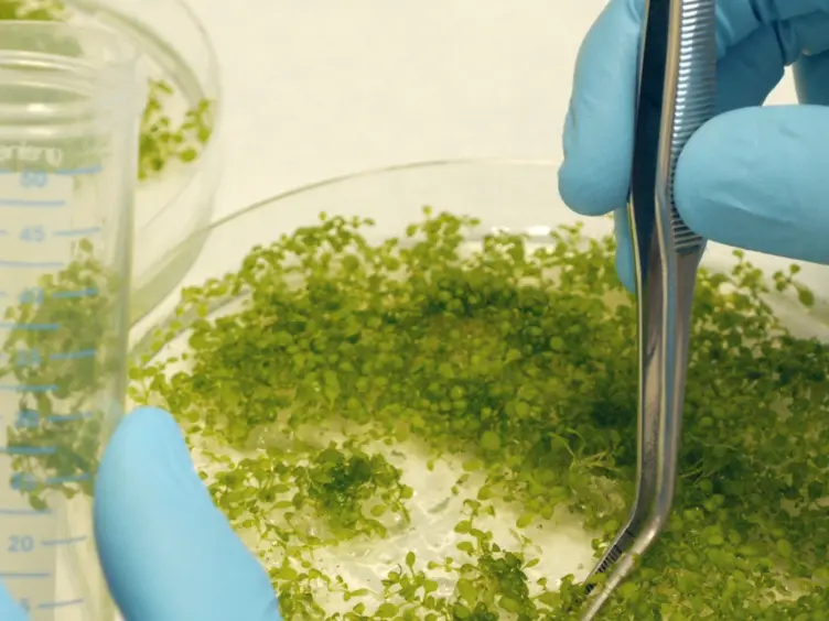 Chromatin Immunoprecipitation Assay for the Identification of Arabidopsis Protein-DNA Interactions <em>In Vivo</em>