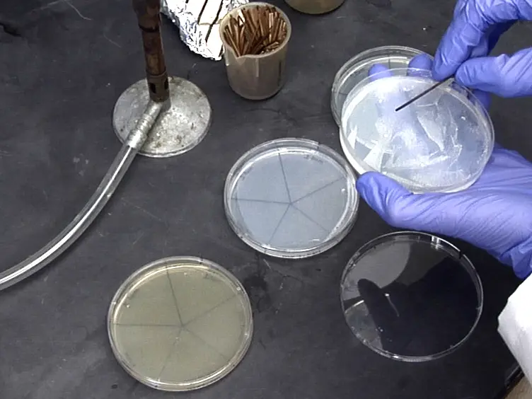 Transformation of Probiotic Yeast and Their Recovery from Gastrointestinal Immune Tissues Following Oral Gavage in Mice