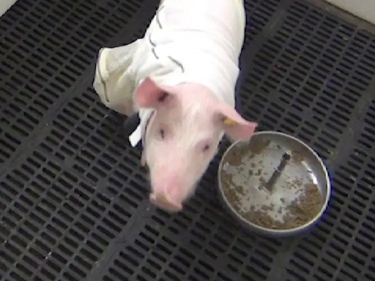 Long-Term Catheterization of the Intestinal Lymph Trunk and Collection of Lymph in Neonatal Pigs