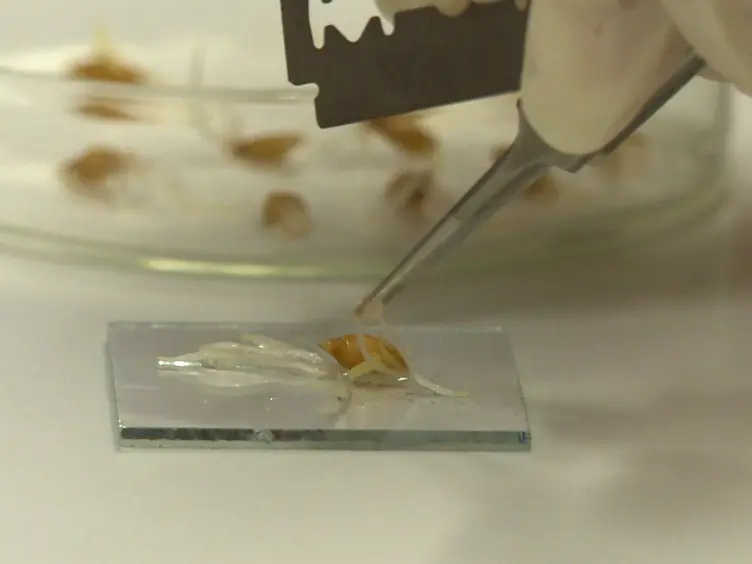 A Fast Air-dry Dropping Chromosome Preparation Method Suitable for FISH in Plants