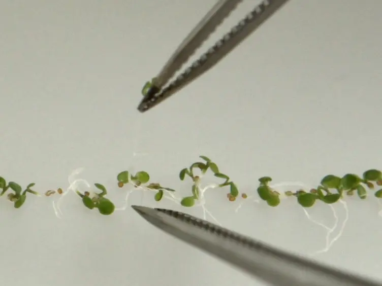 Lateral Root Inducible System in <em>Arabidopsis</em> and Maize