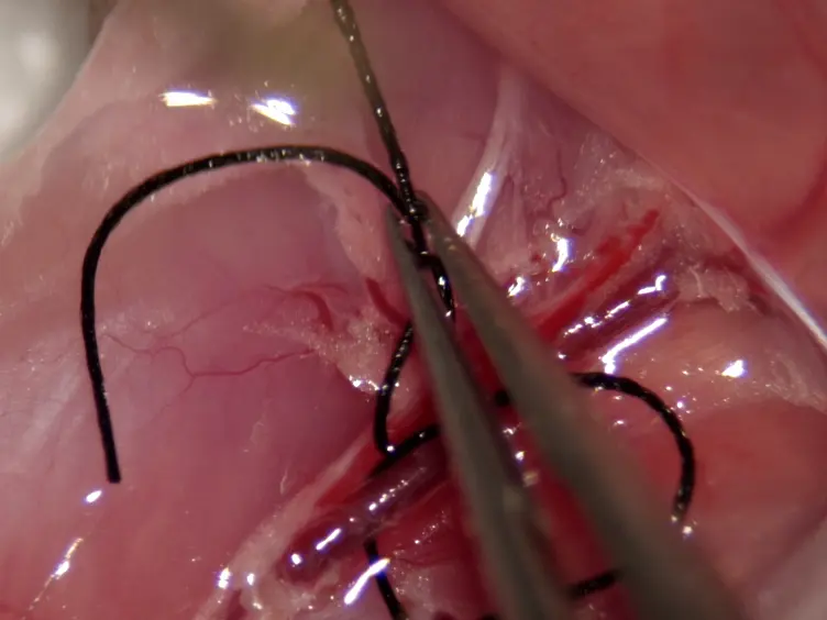 Orthotopic Hind Limb Transplantation in the Mouse