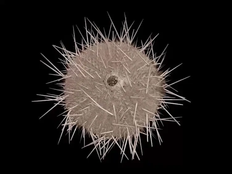 A Protocol for Bioinspired Design: A Ground Sampler Based on Sea Urchin Jaws