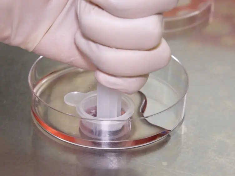 Generating Primary Fibroblast Cultures from Mouse Ear and Tail Tissues