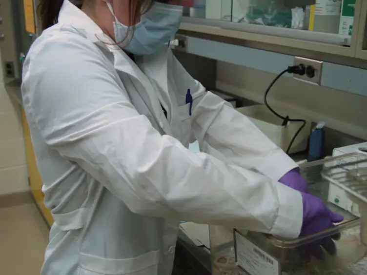 Use of a Rat Model to Study Ventral Abdominal Hernia Repair