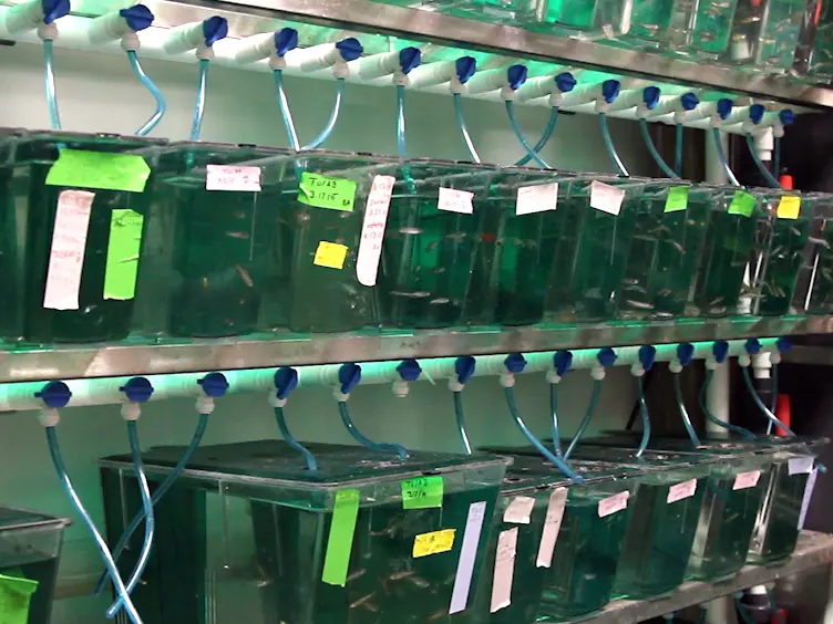 Zebrafish as a Model to Assess the Teratogenic Potential of Nitrite
