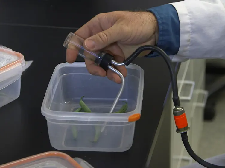 Administering and Detecting Protein Marks on Arthropods for Dispersal Research