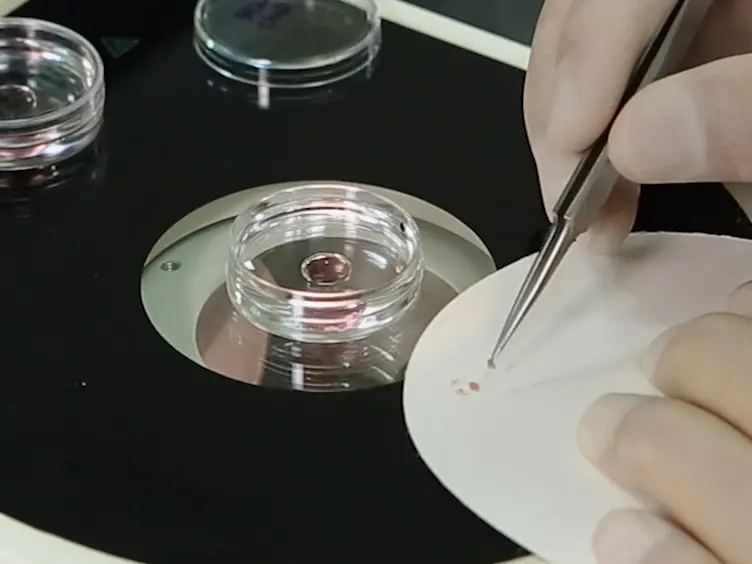 Loss- and Gain-of-function Approach to Investigate Early Cell Fate Determinants in Preimplantation Mouse Embryos