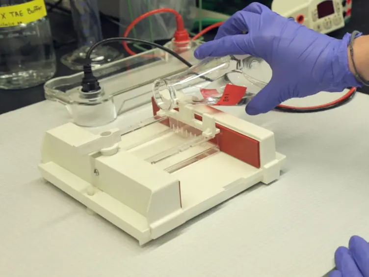 RNAi Trigger Delivery into <em>Anopheles gambiae</em> Pupae