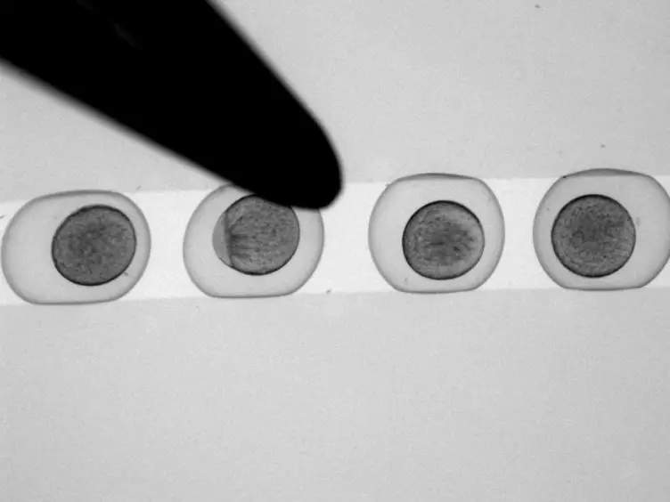 Analyzing <em>In Vivo</em> Cell Migration using Cell Transplantations and Time-lapse Imaging in Zebrafish Embryos