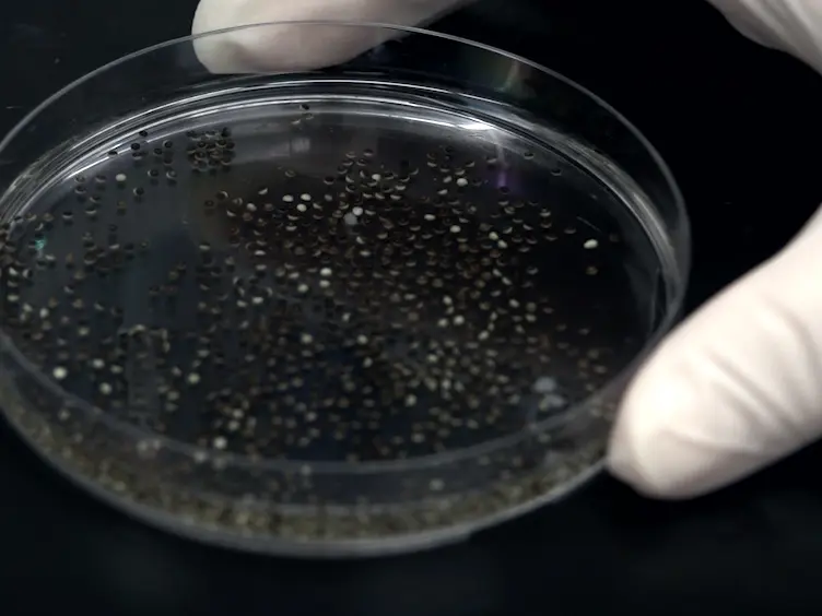 Technique to Target Microinjection to the Developing <em>Xenopus</em> Kidney