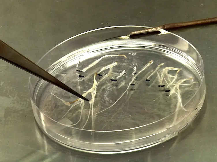 High-throughput CRISPR Vector Construction and Characterization of DNA Modifications by Generation of Tomato Hairy Roots