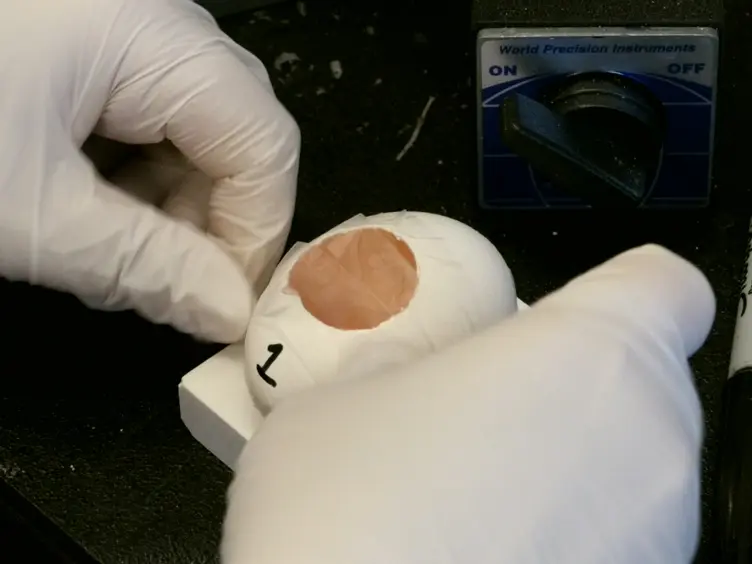 Gene Transfer into the Chicken Auditory Organ by <em>In Ovo</em> Micro-electroporation