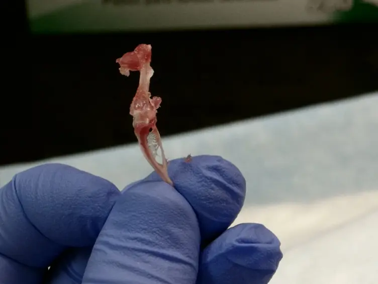Murine Hind Limb Long Bone Dissection and Bone Marrow Isolation