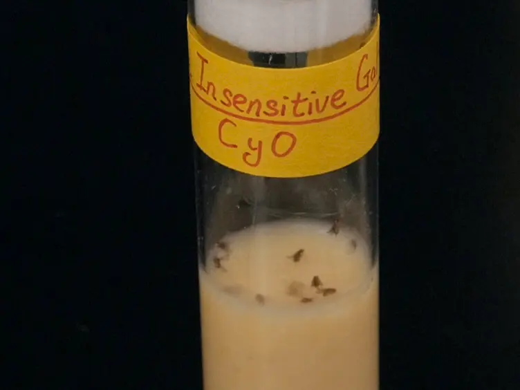 <em>In Vivo</em> Biosensor Tracks Non-apoptotic Caspase Activity in <em>Drosophila</em>