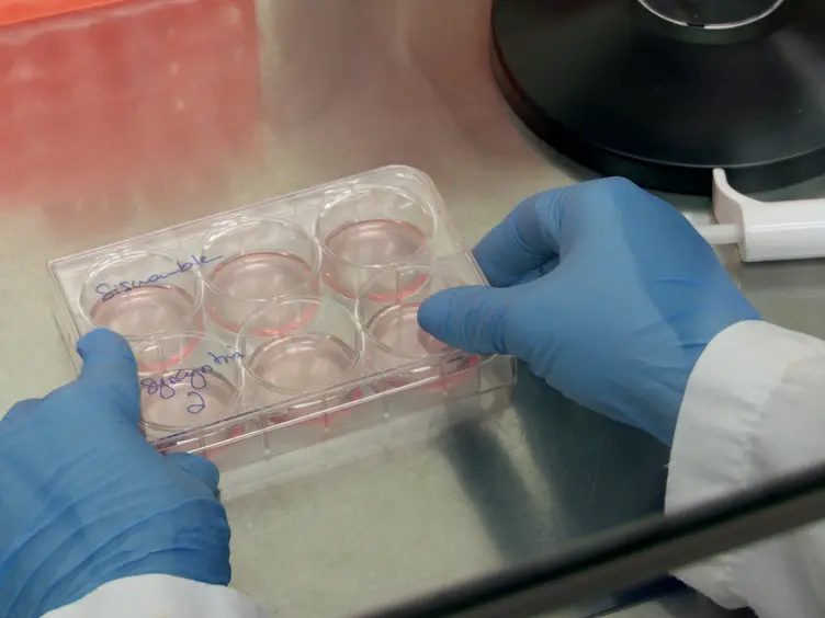 siRNA Transfection and EMSA Analyses on Freshly Isolated Human Villous Cytotrophoblasts