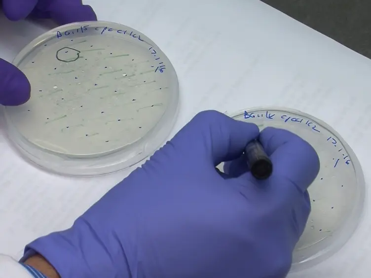 Generation of Marked and Markerless Mutants in Model Cyanobacterial Species