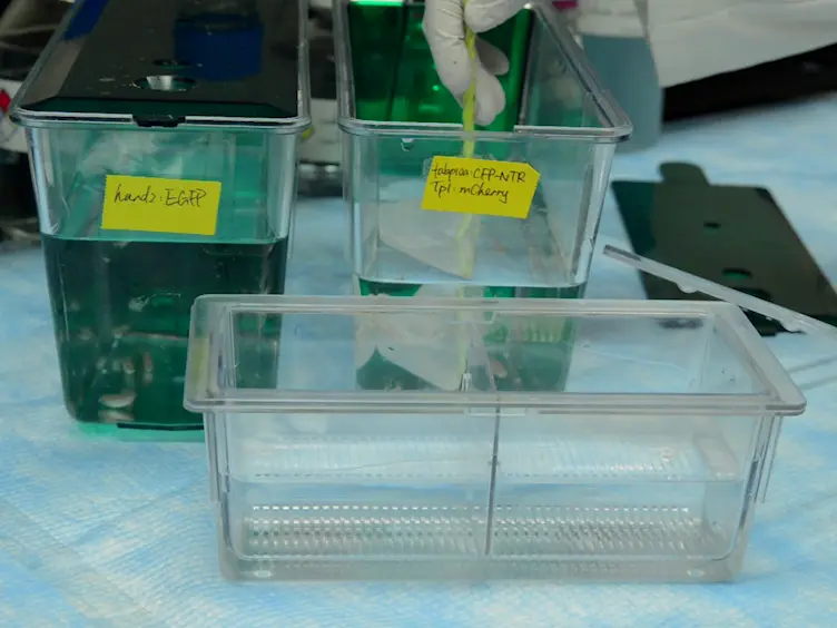 Development of an Ethanol-induced Fibrotic Liver Model in Zebrafish to Study Progenitor Cell-mediated Hepatocyte Regeneration