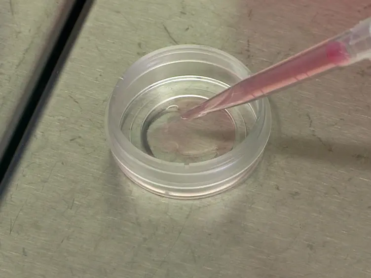 An Enzyme- and Serum-free Neural Stem Cell Culture Model for EMT Investigation Suited for Drug Discovery