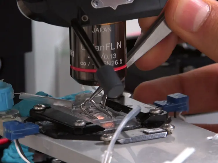 Whole-cell Patch-clamp Recordings in Brain Slices