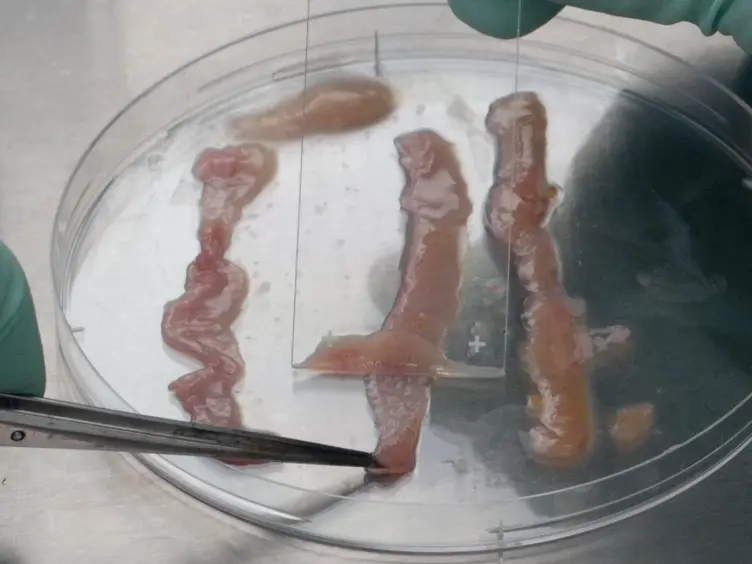 The <em>Ex Vivo</em> Culture and Pattern Recognition Receptor Stimulation of Mouse Intestinal Organoids