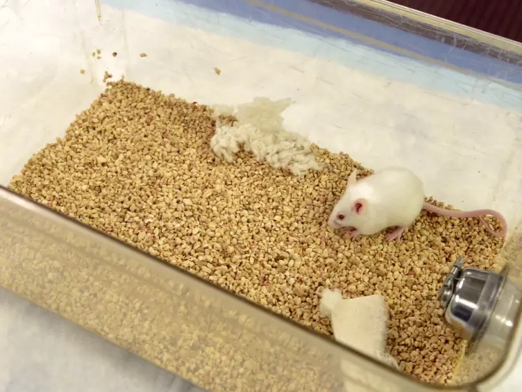 An Orthotopic Mouse Model of Spontaneous Breast Cancer Metastasis