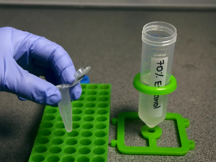 RNA Purification from Intracellularly Grown <em>Listeria monocytogenes</em> in Macrophage Cells